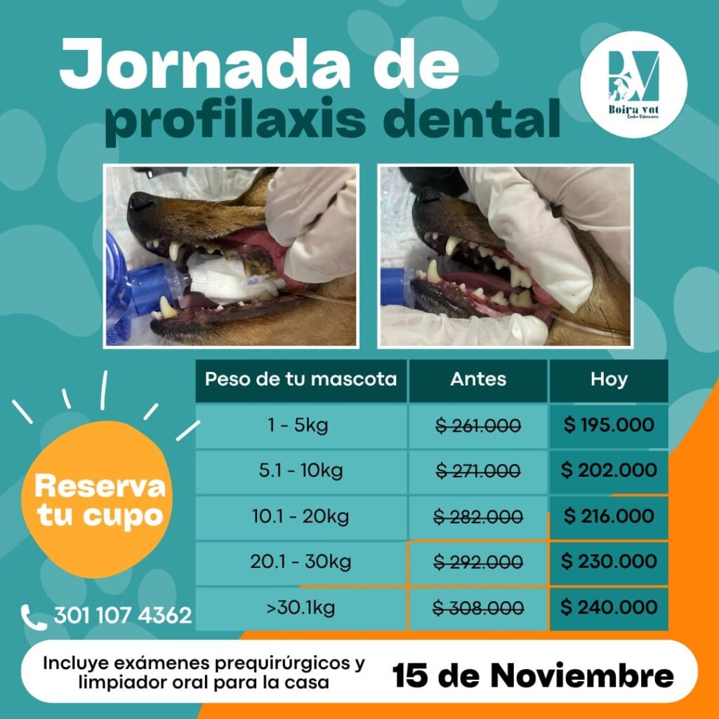 El 15 de Noviembre tendremos Jornada de Profilaxis Dental 🐶🐱